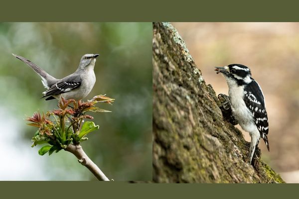 Some Birds Posted on Bluesky